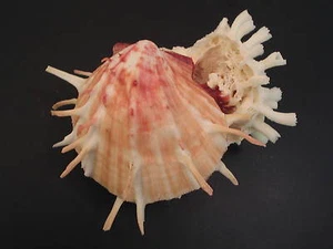 Super Colors...SPONDYLUS FOLIACEUS w/Coral~87mm~Philippines SEASHELL  - Picture 1 of 2