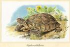 Gopherschildkröte (Gopherus polyphemus) Grafikmaß: 25,5 x 17,5 cm