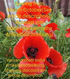 Klatschmohn, Papaver rhoeas, corn poppy, 3000 seeds, samen, Feldblume - Bild 1 von 10