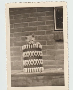 Foto Divertida linda foto gatito en una bolsa extraña inusual foto extraña de colección - Imagen 1 de 2