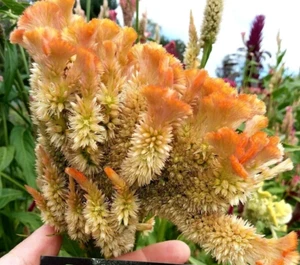 Orange Brain Celosia - 50 semillas - 3-4 pies de alto - peine S/H - Imagen 1 de 2