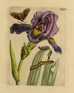 Antique Print-Natural history-View of an Iris with insects-Merian-1730 - Picture 1 of 7