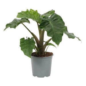 Alocasia Low Rider 60-80cm Pflegeleichte Exotenpflanze für Zuhause Zimmerpflanze - Bild 1 von 1