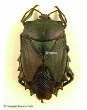Heteroptera from Indonesia, rarer, Beautiful, large metallic