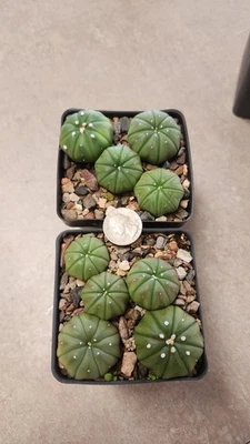 Astrophytum asterias var. nudum 9pk - Изображение 1 из 4