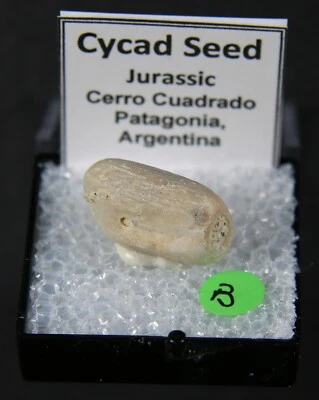 Semilla fósil de cícadas - Argentina Foto 1 de 4