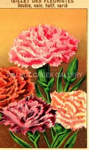 Vintage French Seed Label, Florist Carnation Flowers, Art Print on 11x14" 10033 - Picture 1 of 1
