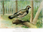Spruce Grouse (Dendracapus Canadensis) - 1913 - Bird Illustration Magnet