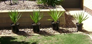 DRAGON'S BLOOD PALM TREE 7y.o. Dracaena draco Canary Island Palm Tree - Picture 1 of 10