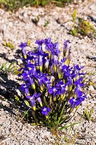 200 FRINGED GENTIAN Gentiana Crinita Gentianopsis Native Herb Blue Purple Flower - Picture 1 of 10