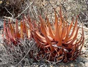 SAMEN ZWERG-ALOE exotische Pflanzen Samen Flur gute Samen Pflanzensamen - Bild 1 von 1
