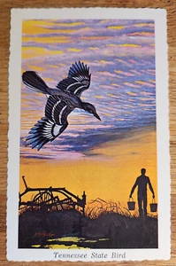 Spottvogel Tennessee Staatsvogel Postkarte 1950er Jahre Hauptstadtgravuren unbenutzt - Bild 1 von 1