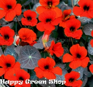 NASTURTIUM - TOM THUMB - Empress of India - 80 SEEDS - Tropaeolum nanum FLOWER - Picture 1 of 3