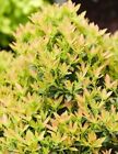 2 x Pieris japonica 'Viking' in 9cm Pots - Flowers Late Spring to Early Summer