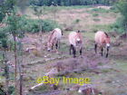 Photo 6x4 Przewalski's Horse Derwen Three of these horses now graze in a  c2006