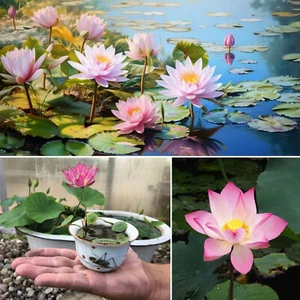 60Pcs Seeds Lotus Mix Flower Seed Hand Picked Aquatic Plants Water Garden Seed - Picture 1 of 13