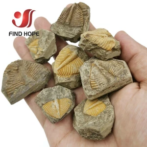 1pz Trilobite fossile coronocefalo dorato coda jastrowi su matrice ammonite roccia - Foto 1 di 8