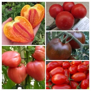 MEZCLA DE SEMILLAS DE TOMATE RUSO 20+ Semillas - RELIQUIAS COLORIDAS P 607 - Imagen 1 de 1
