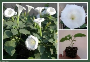 Datura Inoxia Angels White Trumpet Flower 30 Seeds Brooklyn Botanical GardenClub - Picture 1 of 8
