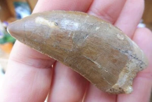Carcharodontosaurus Zahn 5,6 cm (2,21 Zoll) Kreidezeit Dinosaurier / Greifvogel - Bild 1 von 8