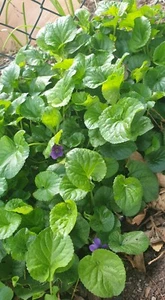 16x Garten Veilchen blau WURZELWARE DIREKT aus Garten Bodendecker/auch Schatten❄ - Bild 1 von 4