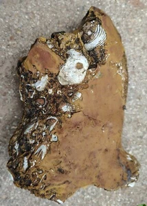 Beautiful Shell Fossil Texas In matrix Bivalve, Gastropoda - Picture 1 of 6