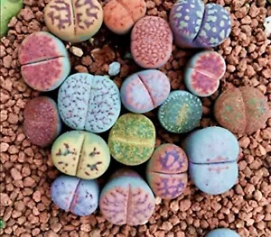 Lithops Rare Living Stones Plant Succulent Cactus Fresh 50 Viable Seeds + Gift ! - Picture 1 of 12