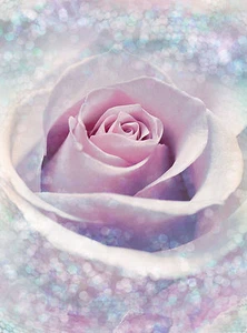 Vliestapete Fototapete DELICATE ROSE 184x248 Blütentraum Pastell, Blume 2-teilig - Bild 1 von 2
