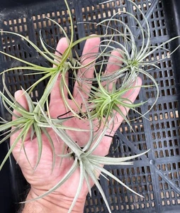 Air Plant, Bromeliad Tillandsia Collection of 5 named plants (Starter Pack) - Picture 1 of 6