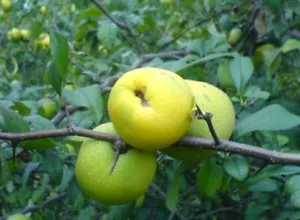 Japanische Zierquitte Chaenomeles japonica ´Cido´ Pflanze 35-40cm Nordi. Zitrone - Bild 1 von 2