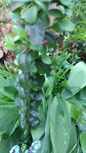 Buxus - Buchsbaum großblättriger Buchs eintriebig Jungpflanze 40 cm - Bild 1 von 2
