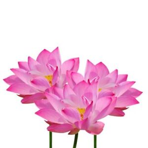 Rose Lotus Essential Huile Naturel non Dilué De Inde