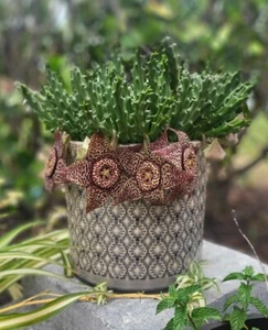 Stapelia Orbea Variegata - (minimum )2 branch Rooted Plant - Picture 1 of 1