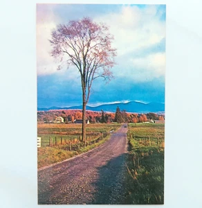 Postal Plainfield And Groton Vermont Vintage Cromo State Forest Road Naturaleza - Imagen 1 de 2