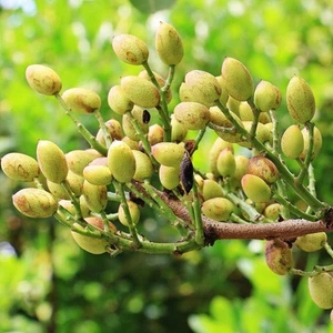 Pistachio (Pistacia vera) - 5 seeds - Bild 1 von 2