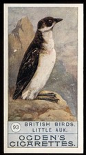 Tobacco Card, Ogdens, BRITISH BIRDS, 2nd Series 1908, Little Auk, #93