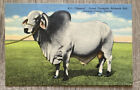 Osceola County Fl-Florida, "Emperor" Grand Champion Brahman Bull, Linen Postcard