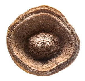 46mm Stromatolite Round Cluster Natural Gemstone Fossil Mineral Geode - Morocco - Picture 1 of 4
