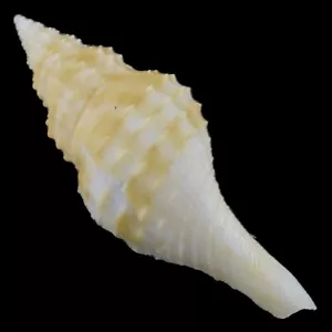 GRANULIFUSUS NIPONICUS (Isla Balut, Filipinas) 32,1 mm #47333 - Imagen 1 de 4