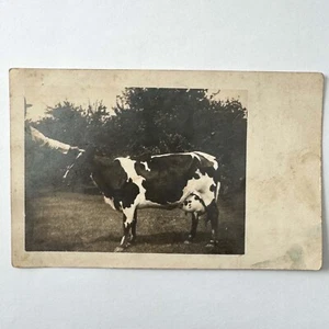 Postal de granjero lechero sosteniendo su vaca Holstein por los cuernos c1914 RPPC CYKO - Imagen 1 de 2