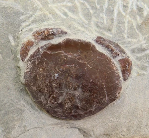 Krabbe, Harpactoxanthopsis quadrilobata, Tertiär, Eozän, Kücknitz, GER -f482 - Picture 1 of 4