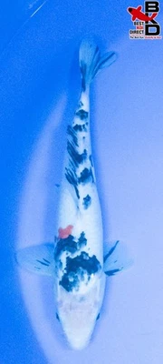 12" SANKE Live Koi Fish Garden Pond B4 - Image 1 of 4