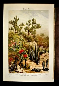 1902 Original CromoLitografia.Piante Tropicali tipo CACTUS.Varieta Meyers.Etna - Foto 1 di 1