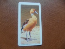 Brooke Bond Canada Tropical birds 1964 original teacard No.6 of 48, cv£o.75