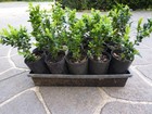 $1.50 Each! Tray of 20 English Box Hedge Plants, 15cm tall in 3 inch (75mm) pots
