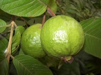 Guava Tropical Exotic Fruiting Perennial Ornamental Fruit Tree Seeds
