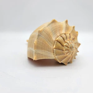 Whelks Lightening Seashell Horned S/M Seashell Aquarium Fish Habitat 6x3.5x3” - Picture 1 of 7