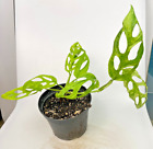 Monstera Adansonii Marble # Philodendron Syngonium - 337