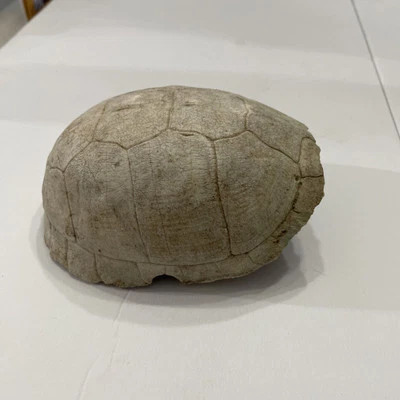 Hermosa caja oriental taxidermia vintage caparazón de tortuga cabaña de troncos decoración de albergue Foto 1 de 4