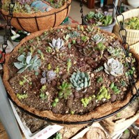 Garten hängende Blumentopf Pflanzer Outdoor Container Coco Kokos Liner mit Top